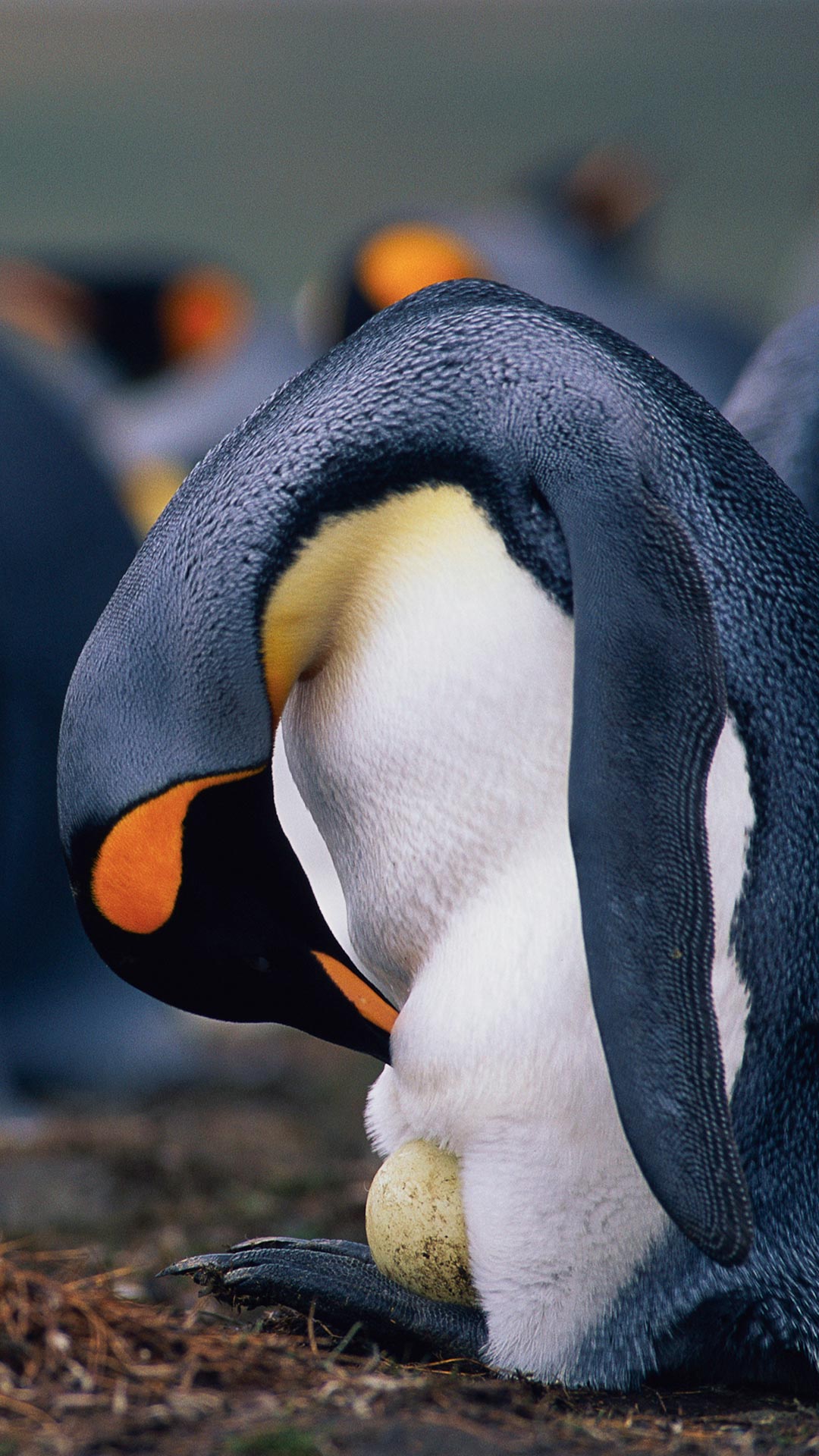 オウサマペンギンの父親 [Bing daily homepage wallpaper 1080x1920]