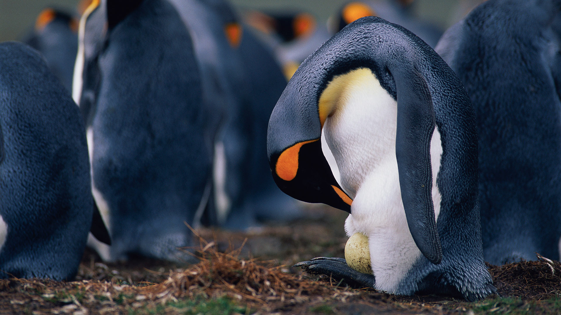 オウサマペンギンの父親 [Bing daily homepage wallpaper 1920x1080]